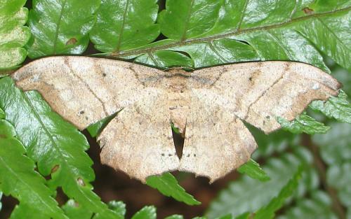Réf. 316 380 : Hyposidra infixaria